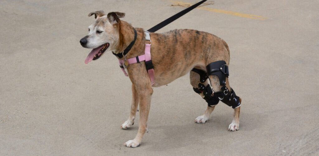 How to Help a Senior Dog with Weak Back Legs