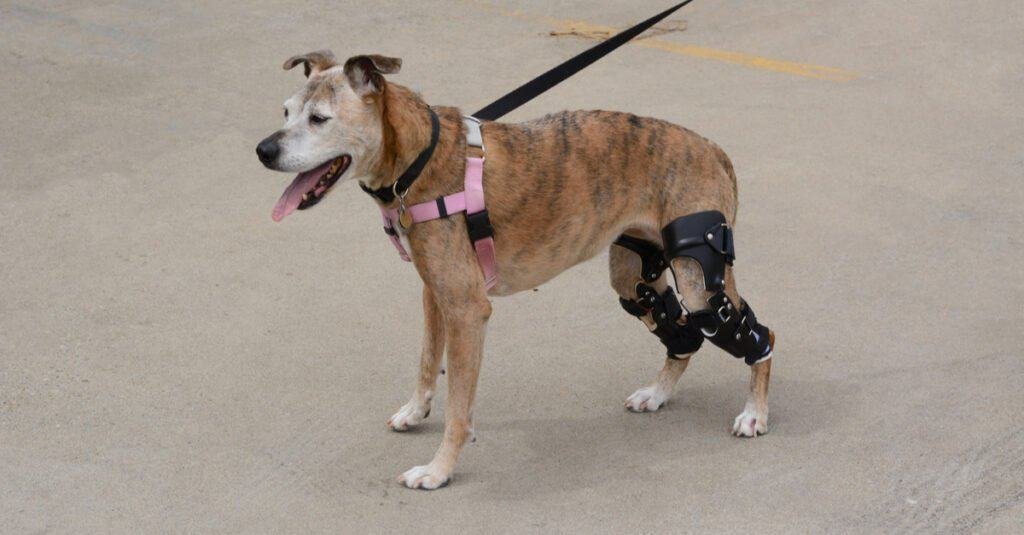 How to Help a Senior Dog with Weak Back Legs