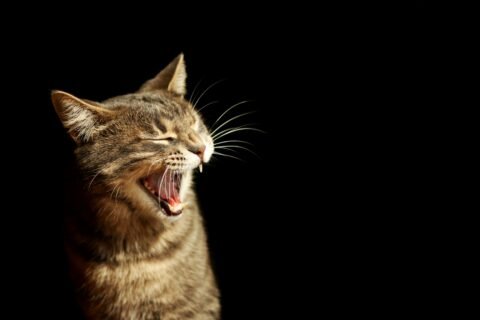 Senior Cat Yowling at Night 8 Causes and What to Do