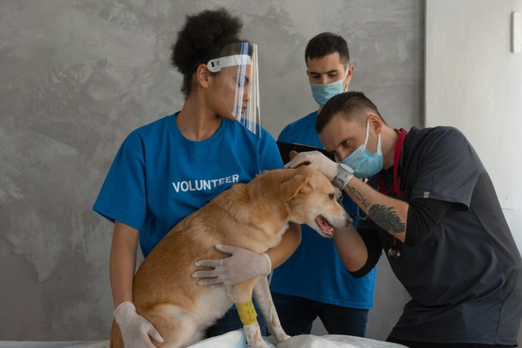 dog lump removal surgery recovery